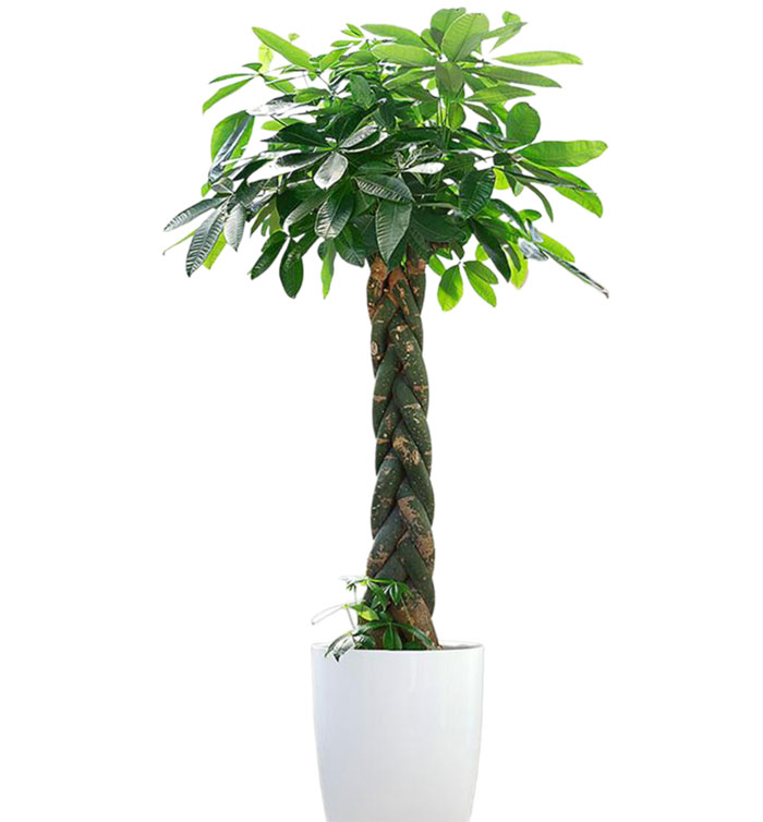 发财树常见病害及防治